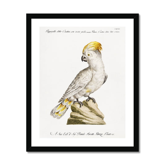 Manetti - White Cockatoo Parrot gerahmtes Poster - Atopurinto