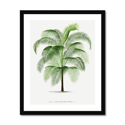 Vintage Palm Illustration II gerahmtes Poster - Atopurinto